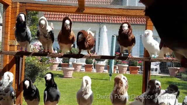 Old Dutch Capuchine pigeons, Altholländische Kapuziner Tauben, الحمام الکابوتشین الاْلمانیة القدیمة смотреть онлайн