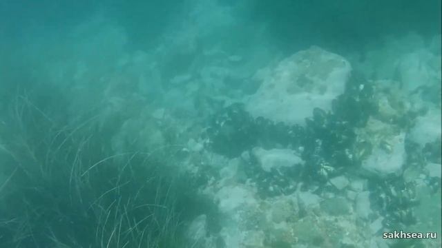 Мидии. Мидии. Мидии смотреть онлайн