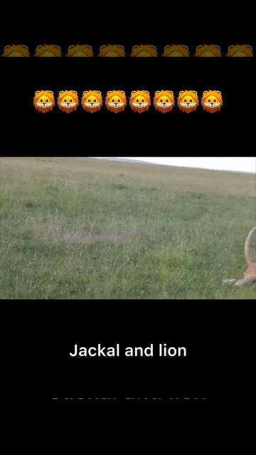 Jackal joking with lion #jackal #animals смотреть онлайн