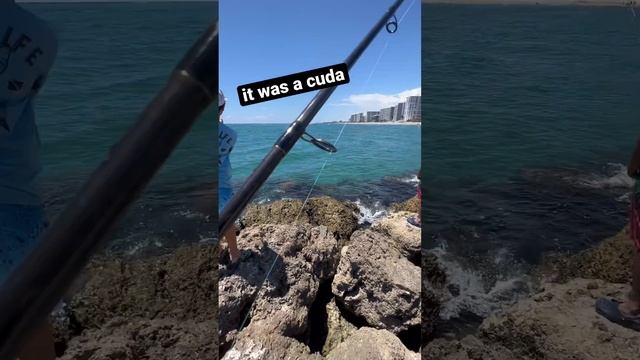 Very Cool Barracuda Fight #anglers #fishing #floridafishing #floridafish #fish #floridabass #peacoc смотреть онлайн