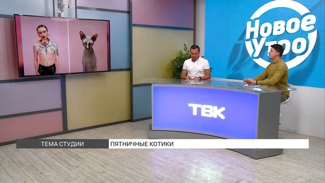 «Пятничные котики»: коллекция котов, похожих на людей смотреть онлайн
