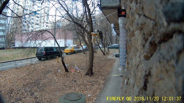 Под окном 2018 нояб 20 Синица живность смотреть онлайн
