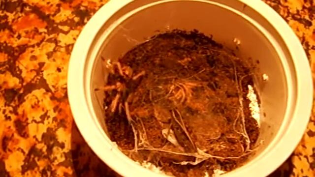 Chromatopelma cyaneopubescens 3v. vs. Calliptamus italicus смотреть онлайн