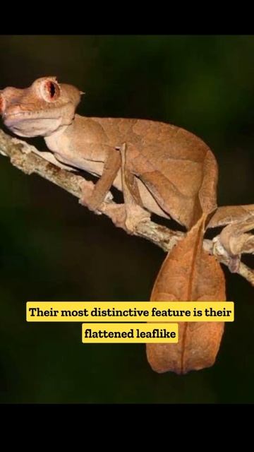 Leaf Tailed Gecko | Master of Camouflage | #wildlife #shorts смотреть онлайн