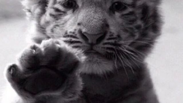 Милые животные часть #1 смотреть онлайн
