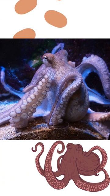 OCEAN LIFE! #wildlife #whale #wild #ocean #sealife #dolphin #orca #octopus #squid #shark #diving смотреть онлайн