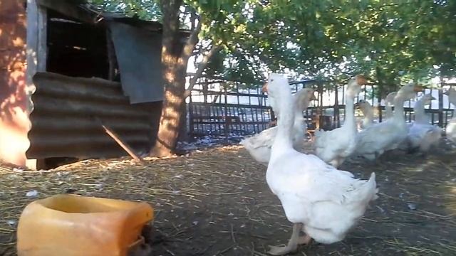 Холмогорские гуси _аканчивается племсезон2019г смотреть онлайн