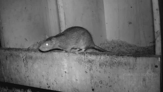 Крысы опять в курятнике. Скрытая съёмка смотреть онлайн
