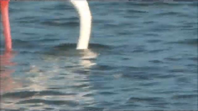 Flamingo's moves ! смотреть онлайн
