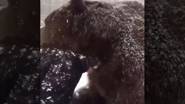 Медведь  и священник. Разве это не чудо?