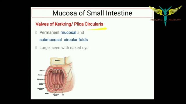What is the Structure and Function of Small Intestine? смотреть онлайн