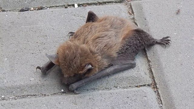 Кожан двухцветный (лат. Vespertilio murinus) смотреть онлайн