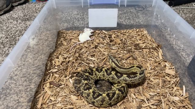 Beautiful But DEADLY SNAKES! RAT DOES ALLIGATOR DEATH ROLL!! смотреть онлайн