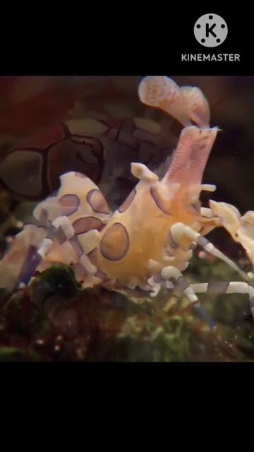 Beautiful In Deep Sea. смотреть онлайн