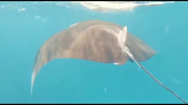 LABUAN BAJO || NUSA TENGGARA TIMUR || WONDERFULL BAJO смотреть онлайн