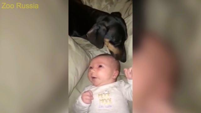 Best Funny Animal Compilation 2016 #28 смотреть онлайн