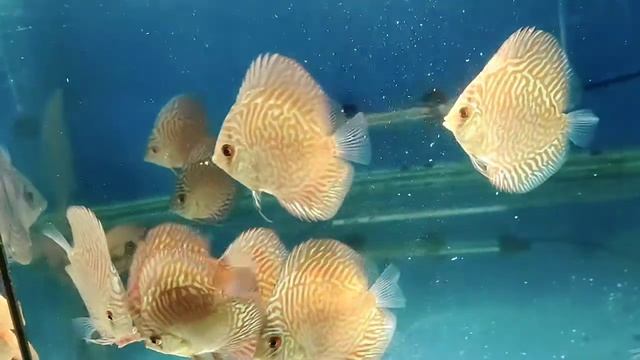 Indiana Tiger Discus @ RM Aquatics (Only Sunlight) смотреть онлайн