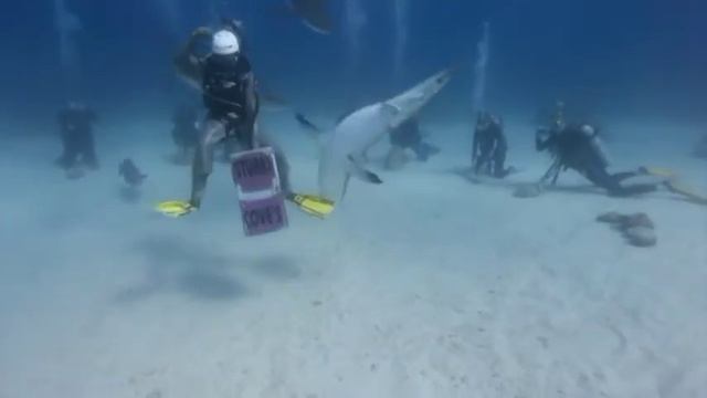 Aventura cu rechinii in Bamas смотреть онлайн