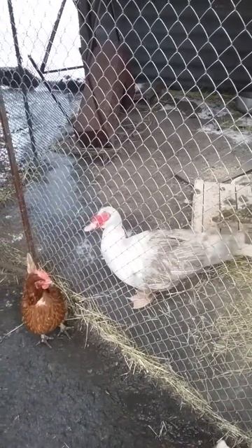 Наши кормилицы несушки и отец производитель индоуток Мартин смотреть онлайн