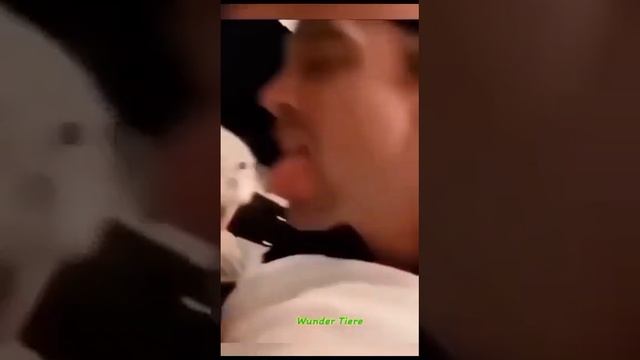 Смешно до слёз 🤣 Смешные Кошки и Собаки|Смешные животные 2024 - эпизод 1 смотреть онлайн