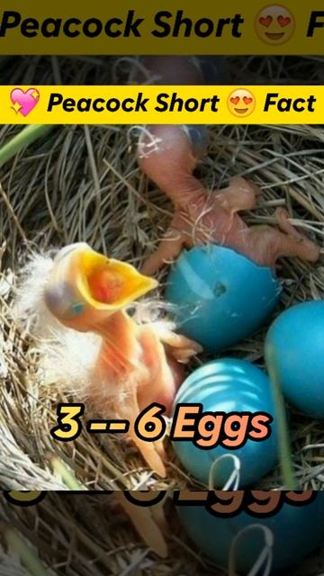 💖Peacock Short 😍#factsinhindi #factgyan #trending #viralfacts #shorts смотреть онлайн
