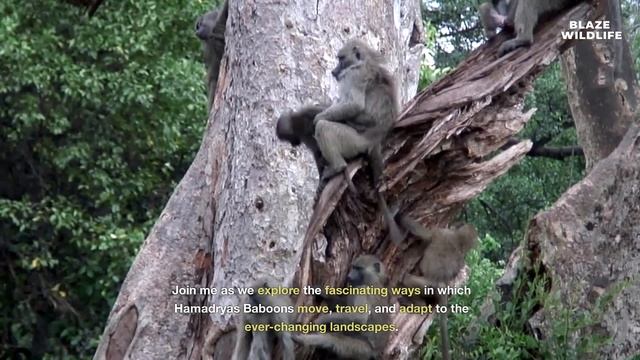 S3 E14: "Hamadryas Baboons: Masters of the Arid Lands" 🐒✨ смотреть онлайн