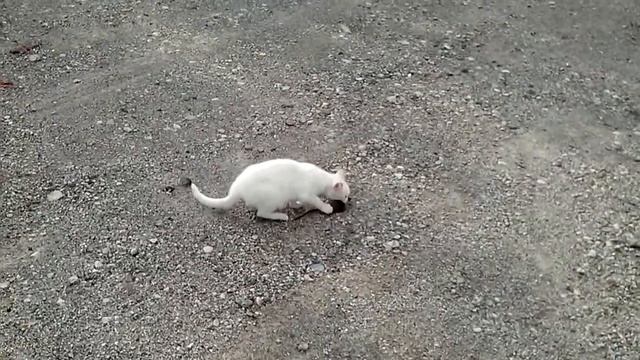 Котенок играется с добычей смотреть онлайн
