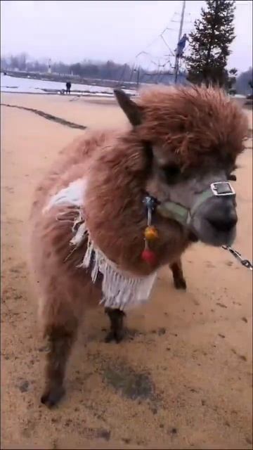 Альпака Вилли на масленице! #масленица #альпака #праздник смотреть онлайн