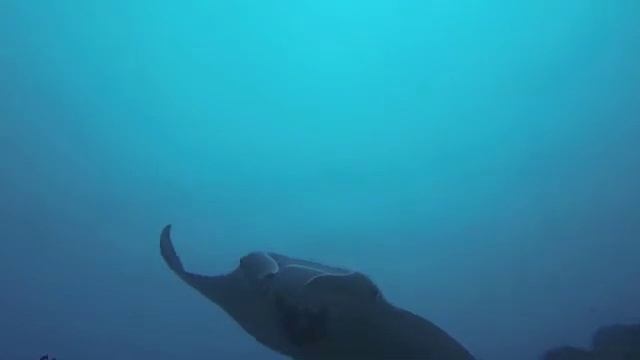 Sailing Amara—Manta Rays—Bora Bora смотреть онлайн