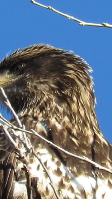 Sound up! 😄🦅🖤👍 bald eagle and friends in delta bc 🇨🇦 смотреть онлайн