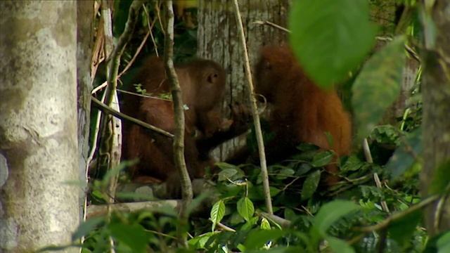 Borneo's Orangutans: Nesting And Mating