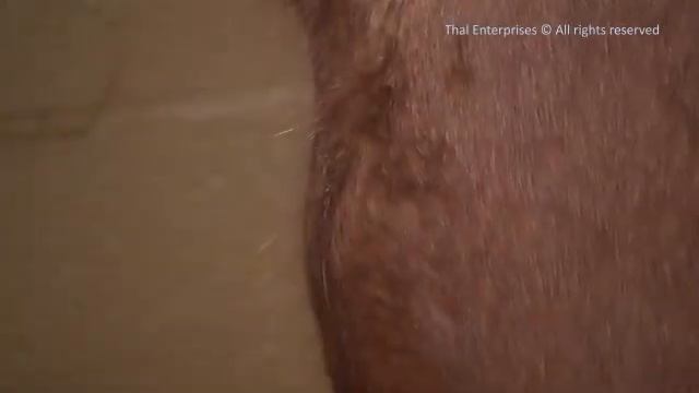How to Assess A Horse's Hydration with Skin Pinch on Shoulder смотреть онлайн