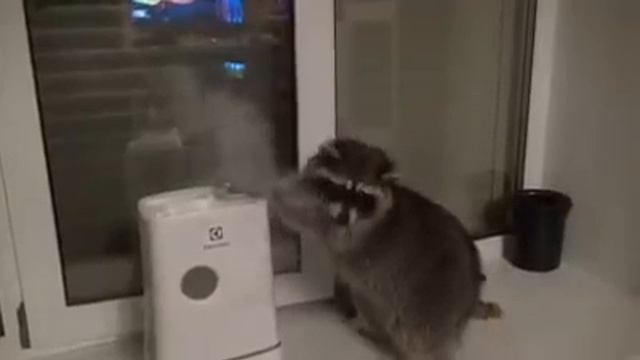 Женщины еноты смотреть онлайн