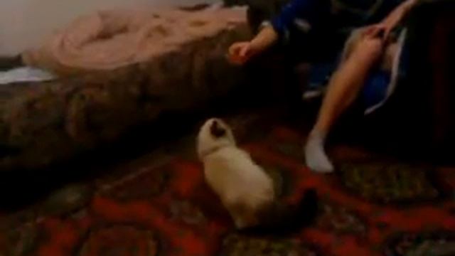 дикая кошка смотреть онлайн