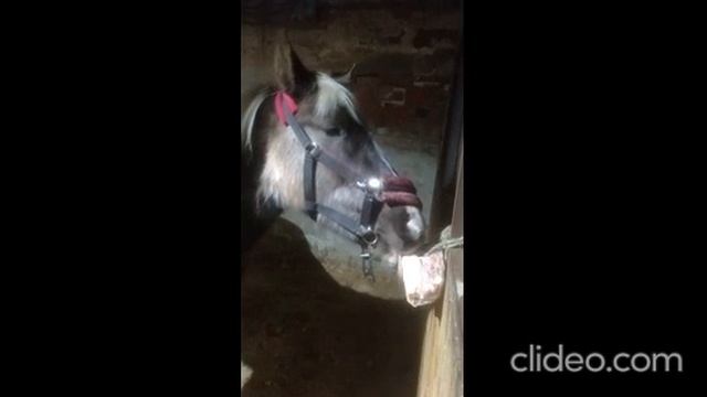 Отзыв на соль-лизунец смотреть онлайн