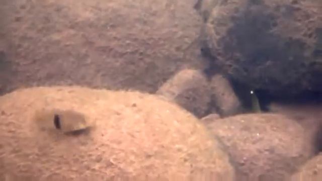 Astyanax fasciatus смотреть онлайн