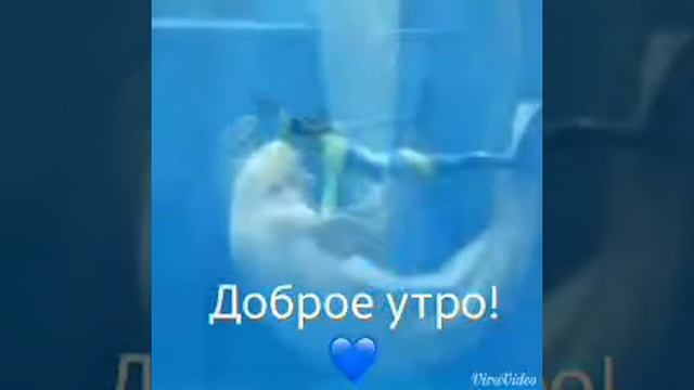 VID 20171212 WA0000 смотреть онлайн