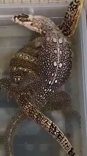 #varanus #monitorlizard #watermonitor смотреть онлайн