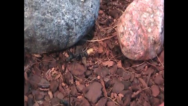 Pachycondyla apicalis hunting смотреть онлайн