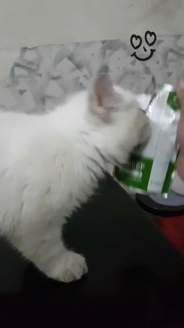 "Nature's protection" kittens with beef смотреть онлайн