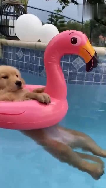 Я не могу с этими домашними животными!!🤣 🐶 #funny #dogs # смотреть онлайн