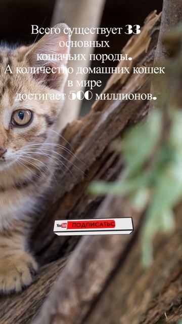 Кошачьи породы. #котик #киса #собака #пёсик #уход #факты #интересно #умнее #это_надо #пригодится смотреть онлайн