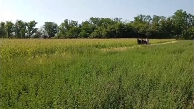 ЛОШАДИ🐎МУЛЫ В КОННОЙ КОСИЛКЕ👍💥СЕНОКОС☘️ КУБАНЬ смотреть онлайн
