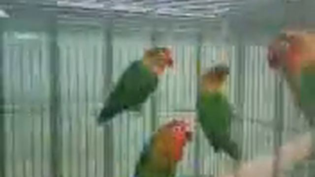 забавные неразлучники смотреть онлайн