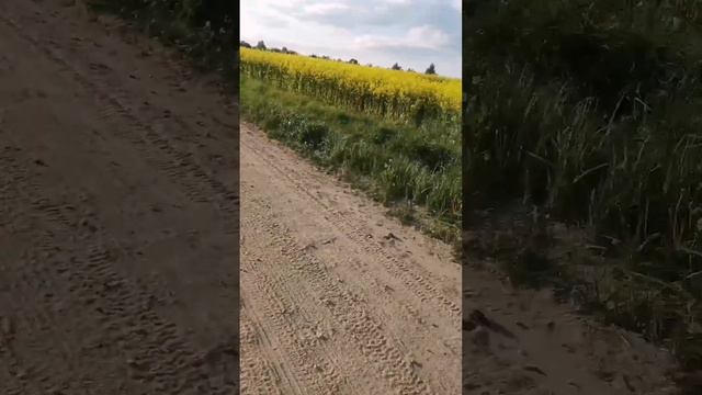 В рапсе, ооочень много мошек. смотреть онлайн