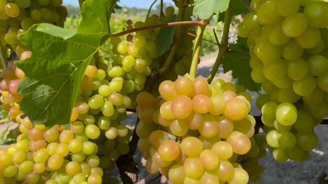 Огляд винограднику(частина друга) смотреть онлайн