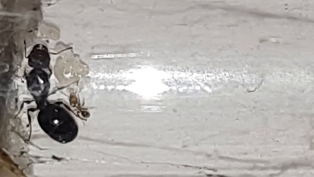 Pheidole sp. My first ever pheidole colony so excited 😆!! смотреть онлайн