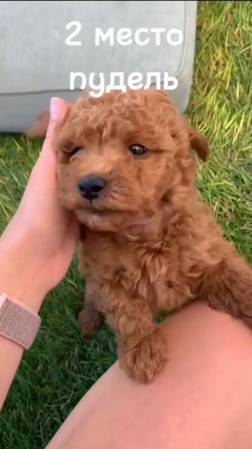 топ 5 умных пород собак💜🐶 смотреть онлайн