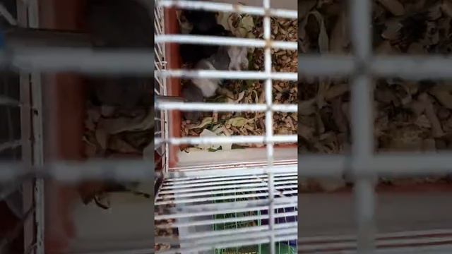 Выводок #2 Машка, и один мальчик из первого выводка смотреть онлайн