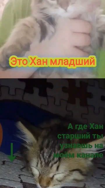 #кот #рекомендации #животные #хомяк #обзор #спасение #жиза #котприкол #реки #хом смотреть онлайн